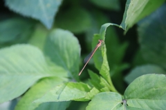 Agriocnemis pygmaea