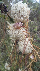 Cuscuta foetida