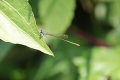 Agriocnemis pygmaea