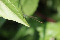 Agriocnemis pygmaea