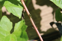 Agriocnemis pygmaea