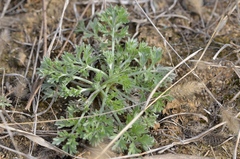 Artemisia capillaris
