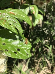 Parhelophilus integer