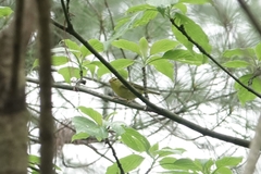 Phylloscopus ricketti