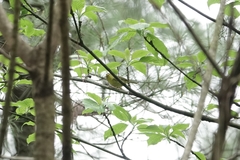 Phylloscopus ricketti