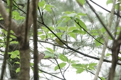 Phylloscopus ricketti