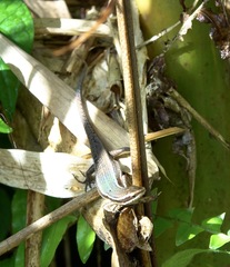 Eutropis lapulapu