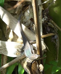 Eutropis lapulapu