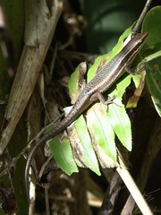 Eutropis lapulapu