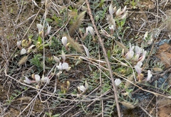 Astragalus scaberrimus