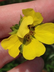 Potentilla gracilis