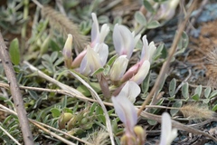 Astragalus scaberrimus