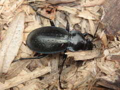 Carabus perrini planus