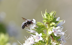 Megachile canescens