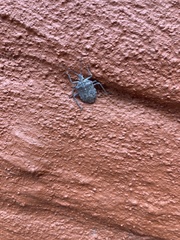 Peltasticus punctatus