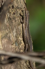 Eutropis lapulapu