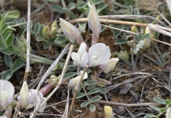 Astragalus scaberrimus