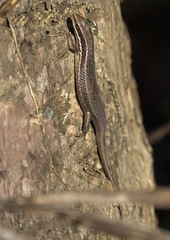 Eutropis lapulapu