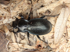 Carabus perrini planus