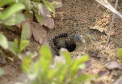 Messor aciculatus