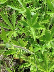 Potentilla gracilis