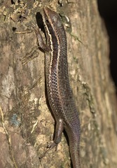 Eutropis lapulapu