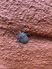 Peltasticus punctatus