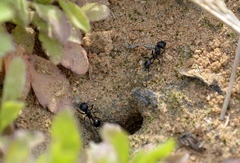 Messor aciculatus
