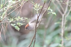 Sinosuthora alphonsiana