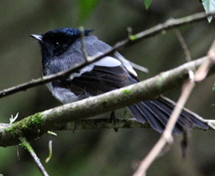 Trochocercus cyanomelas cyanomelas