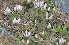 Astragalus scaberrimus