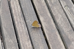 Heliophorini
