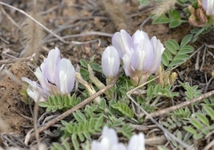 Astragalus scaberrimus