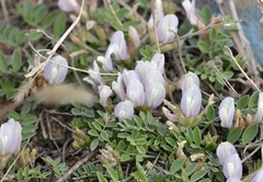 Astragalus scaberrimus