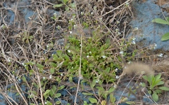 Trigonotis peduncularis