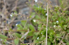 Trigonotis peduncularis