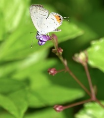 Everes lacturnus