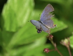 Everes lacturnus