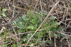 Artemisia argyi