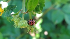 Cheilomenes sexmaculata