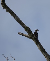 Yungipicus maculatus