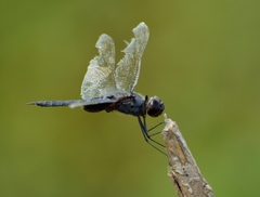 Tramea binotata