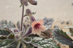 Rehmannia glutinosa