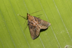 Hypena glumalis
