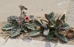 Rehmannia glutinosa