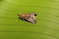 Hypena glumalis