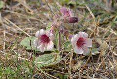 Rehmannia glutinosa