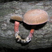 Red-cracking Bolete - Photo (c) Chris, some rights reserved (CC BY-NC-SA)