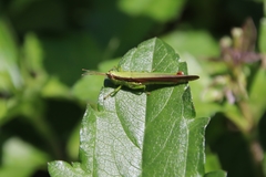 Gesonula punctifrons