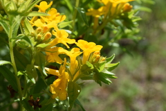 Lithospermum caroliniense croceum